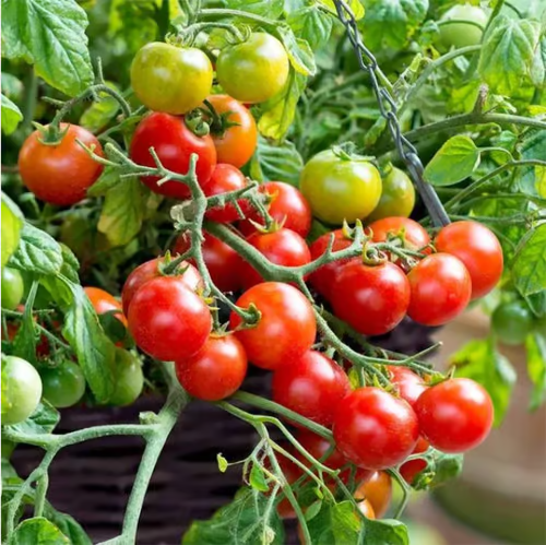 【7 days germination】Last Day 50% OFF Potted Dwarf Tomato Seeds