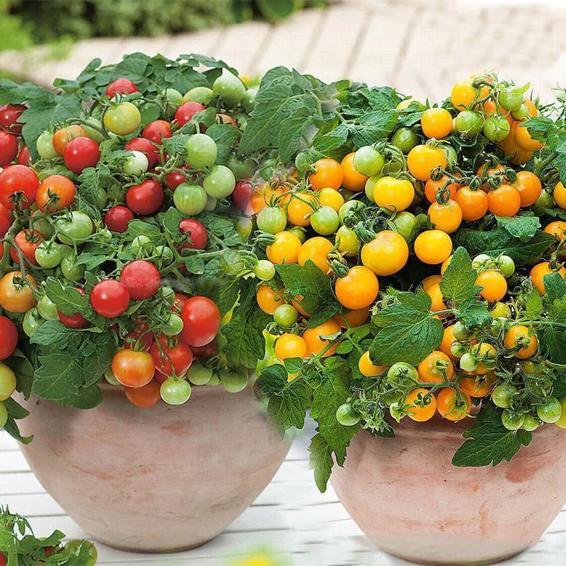 【7 days germination】Last Day 50% OFF Potted Dwarf Tomato Seeds