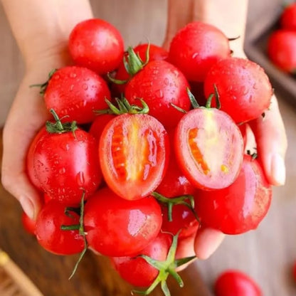 【7 days germination】Last Day 50% OFF Potted Dwarf Tomato Seeds