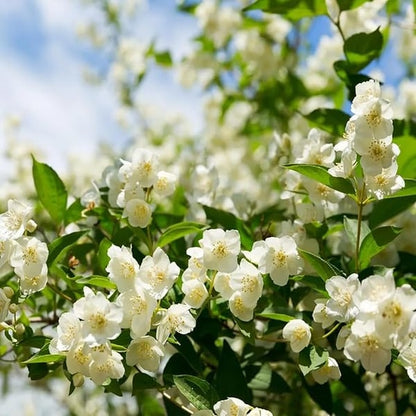 Jasmine Flower Seeds