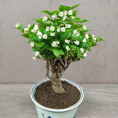 Jasmine Flower Seeds