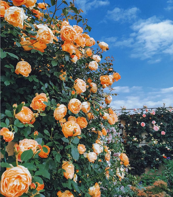 Climbing Rose Seeds