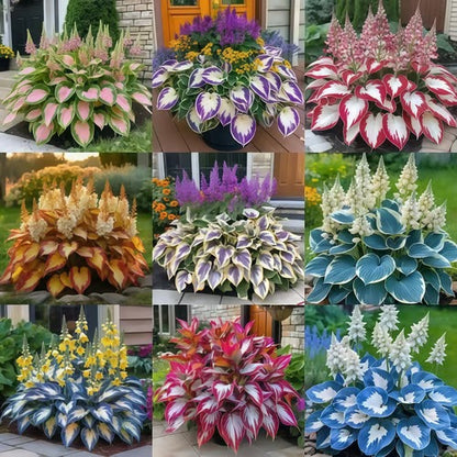 Sonderangebot 2025！Seltene Hosta-Samen！