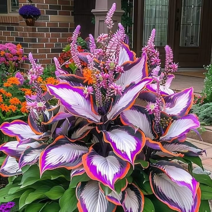 Sonderangebot 2025！Seltene Hosta-Samen！