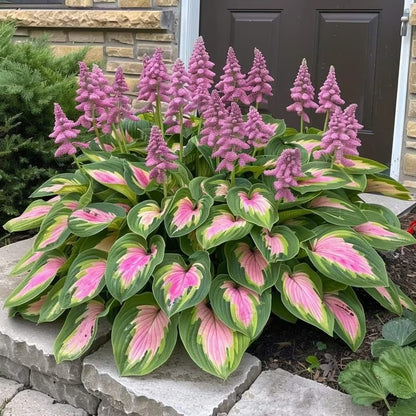 Sonderangebot 2025！Seltene Hosta-Samen！