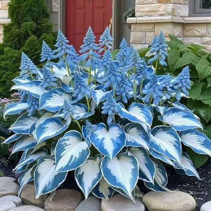 Sonderangebot 2025！Seltene Hosta-Samen！