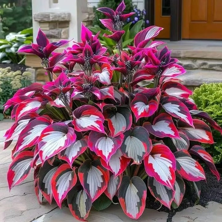 Sonderangebot 2025！Seltene Hosta-Samen！